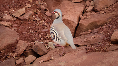 Kınalı Keklik - Alectoris chukar kuş fotoğrafı