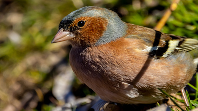 İspinoz (Fringilla coelebs) - Isparta / Gönen kuş fotoğrafı