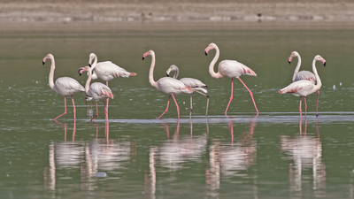 Flamingo