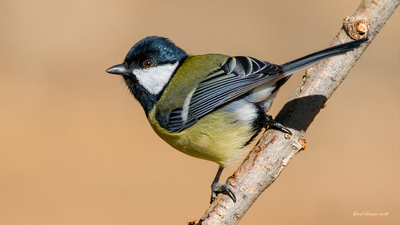 Büyük Baştankara - Parus major kuş fotoğrafı