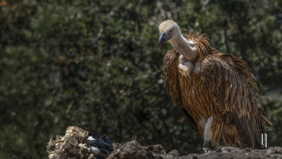 Kızıl Akbaba - Gyps fulvus kuş fotoğrafı