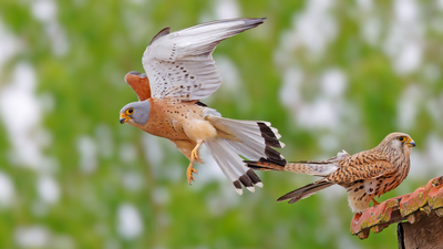 Küçük Kerkenez - Falco naumanni kuş fotoğrafı