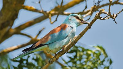 Gökkuzgun - Coracias garrulus kuş fotoğrafı