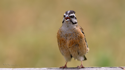 Kaya Çintesi - Emberiza cia kuş fotoğrafı