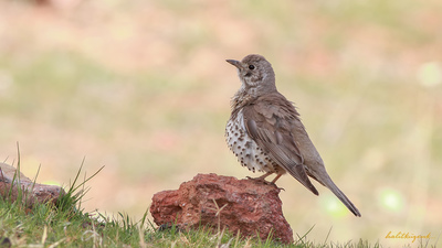 Ökse Ardıcı - Turdus viscivorus kuş fotoğrafı