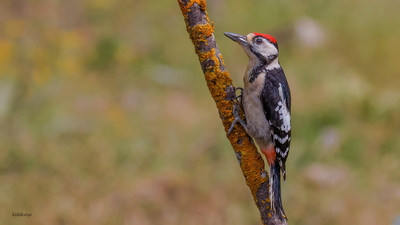 Orman Alaca Ağaçkakanı (Dendrocopos major) - Bilecik / Bozüyük kuş fotoğrafı