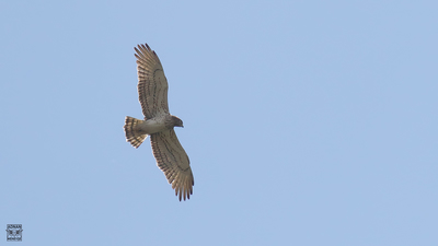 Yılan Kartalı (Circaetus gallicus) - Muğla / Ula kuş fotoğrafı