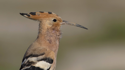 İbibik - Upupa epops kuş fotoğrafı