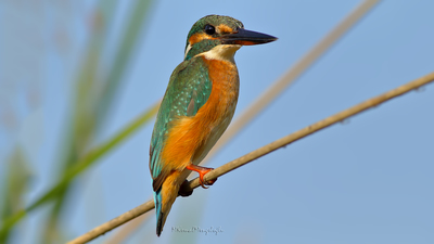Yalıçapkını - Alcedo atthis kuş fotoğrafı