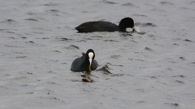 Sakarmeke - Fulica atra kuş fotoğrafı