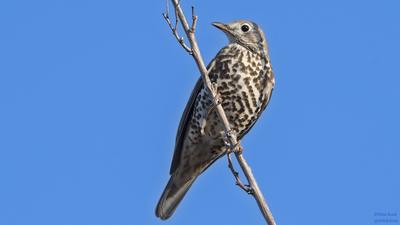Ökse Ardıcı (Turdus viscivorus) - Ankara / Kahramankazan kuş fotoğrafı