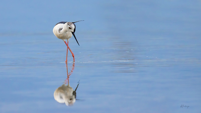 Uzunbacak - Himantopus himantopus kuş fotoğrafı
