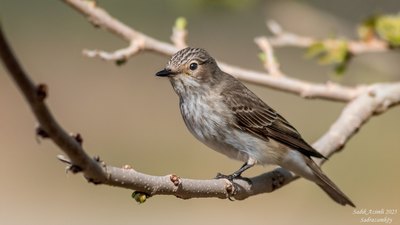 Benekli Sinekkapan - Muscicapa striata kuş fotoğrafı