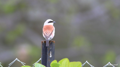 Kızılsırtlı Örümcekkuşu (Lanius collurio) - Kastamonu / Abana kuş fotoğrafı