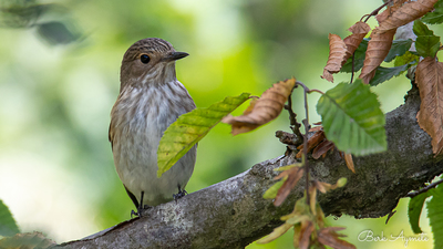 Benekli Sinekkapan - Muscicapa striata kuş fotoğrafı