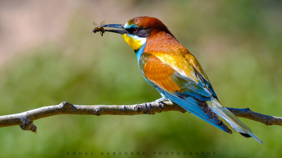 Arıkuşu - Merops apiaster kuş fotoğrafı