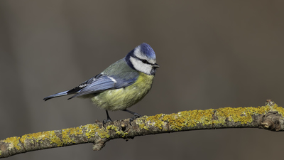 Mavi Baştankara - Cyanistes caeruleus kuş fotoğrafı