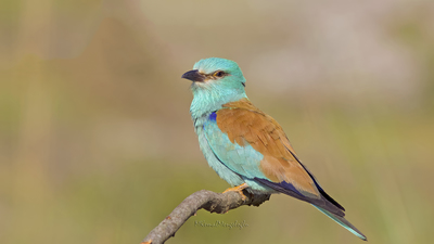 Gökkuzgun (Coracias garrulus) - Osmaniye / Kadirli kuş fotoğrafı