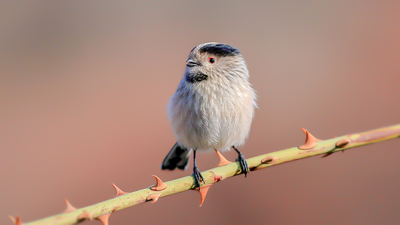 Uzunkuyruklu Baştankara - Aegithalos caudatus kuş fotoğrafı