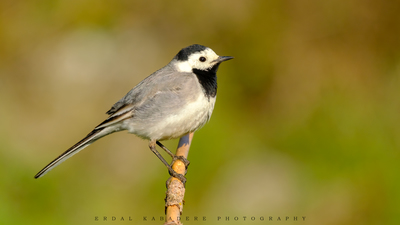 Ak Kuyruksallayan - Motacilla alba kuş fotoğrafı