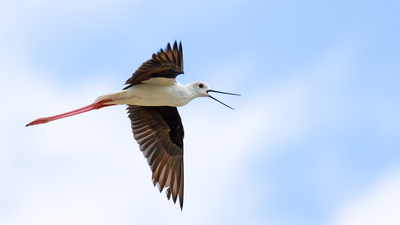 Uzunbacak (Himantopus himantopus) - Ankara / Gölbaşı kuş fotoğrafı