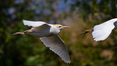 Sığır Balıkçılı - Ardea ibis kuş fotoğrafı