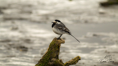 Ak kuyruksallayan (Motacilla alba) - Kocaeli / İzmit kuş fotoğrafı