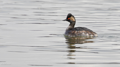 Karaboyunlu Batağan - Podiceps nigricollis kuş fotoğrafı