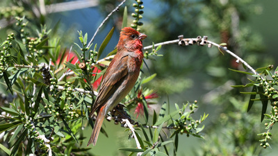 Çütre - Carpodacus erythrinus kuş fotoğrafı