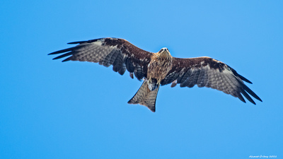 Kara Çaylak - Milvus migrans kuş fotoğrafı