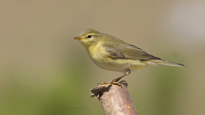 Söğütbülbülü (Phylloscopus trochilus) - Bilecik / Bozüyük kuş fotoğrafı