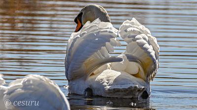 Kuğu - Cygnus olor kuş fotoğrafı