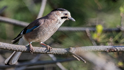 Alakarga
