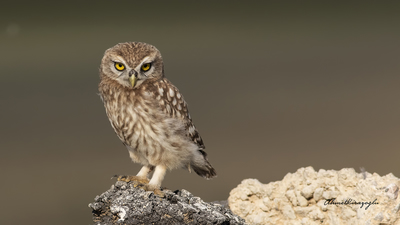 Kukumav - Athene noctua kuş fotoğrafı