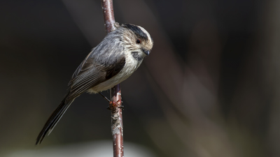 Uzunkuyruklu Baştankara - Aegithalos caudatus kuş fotoğrafı