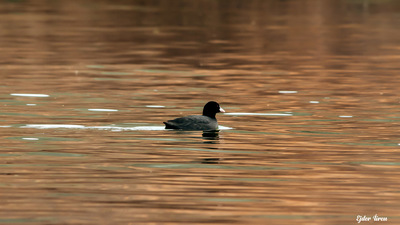 Sakarmeke - Fulica atra kuş fotoğrafı