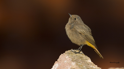 Kara Kızılkuyruk (Phoenicurus ochruros) - Ankara / Ayaş kuş fotoğrafı