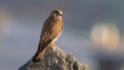 Kerkenez - Falco tinnunculus kuş fotoğrafı