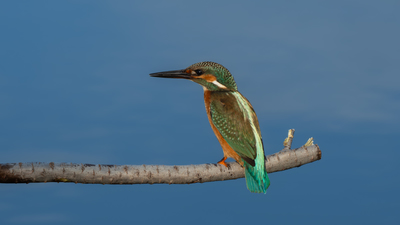 Yalıçapkını (Alcedo atthis) - Adana / Karataş kuş fotoğrafı