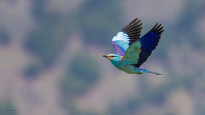 Gökkuzgun (Coracias garrulus) - Amasya / Taşova kuş fotoğrafı