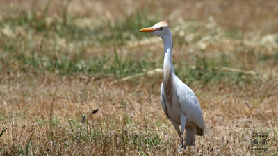 Sığır Balıkçılı - Ardea ibis kuş fotoğrafı