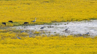 Gri Balıkçıl - Ardea cinerea kuş fotoğrafı