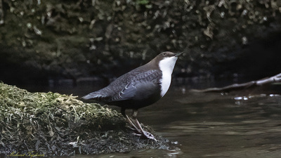 Derekuşu - Cinclus cinclus kuş fotoğrafı