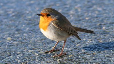 Kızılgerdan - Erithacus rubecula kuş fotoğrafı