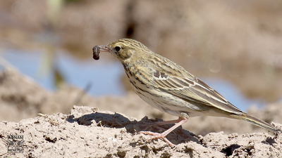 Ağaç İncirkuşu - Anthus trivialis kuş fotoğrafı