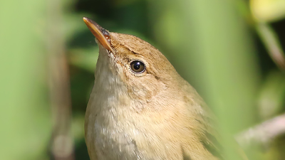 Saz Kamışçını (Acrocephalus scirpaceus) - Malatya / Battalgazi kuş fotoğrafı