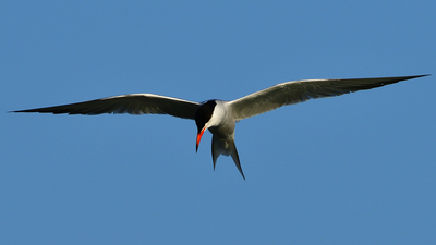 Sumru (Sterna hirundo) - İzmir / Çiğli kuş fotoğrafı