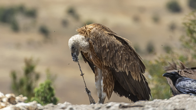 Kızıl Akbaba
