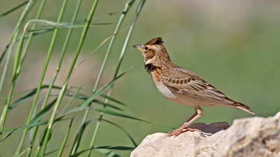 Küçük Boğmaklı Toygar (Melanocorypha bimaculata) - Malatya / Battalgazi kuş fotoğrafı