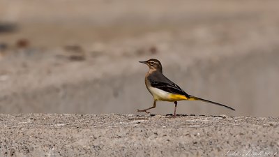 Dağ Kuyruksallayanı - Motacilla cinerea kuş fotoğrafı